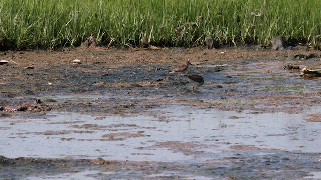 pygmésnipe - ML593649301