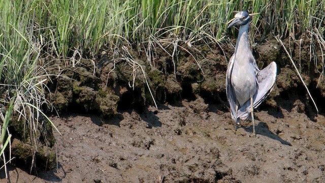 Yellow-crowned Night Heron - ML593649541