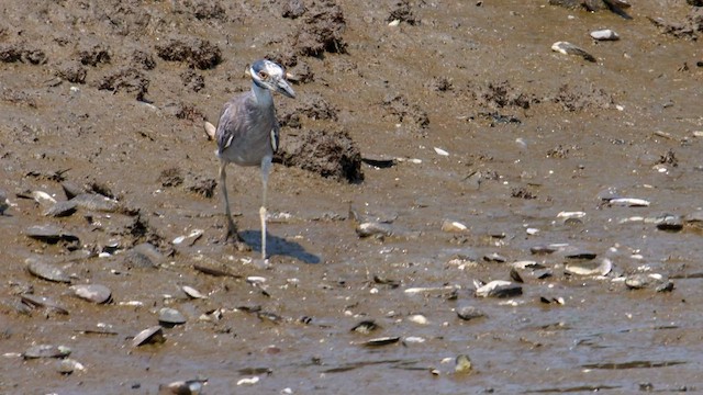 Yellow-crowned Night Heron - ML593649621