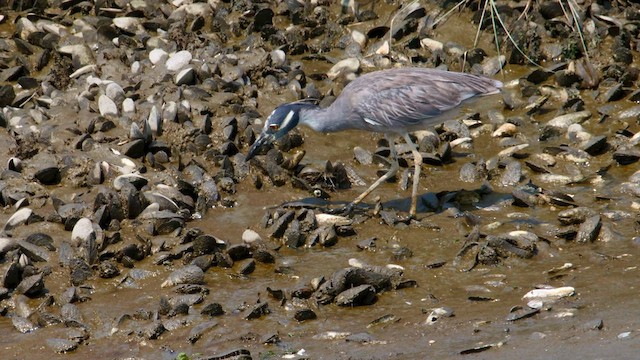 Yellow-crowned Night Heron - ML593649861