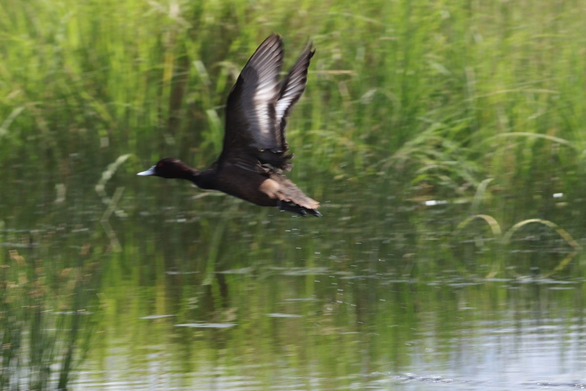 Southern Pochard - ML593649931