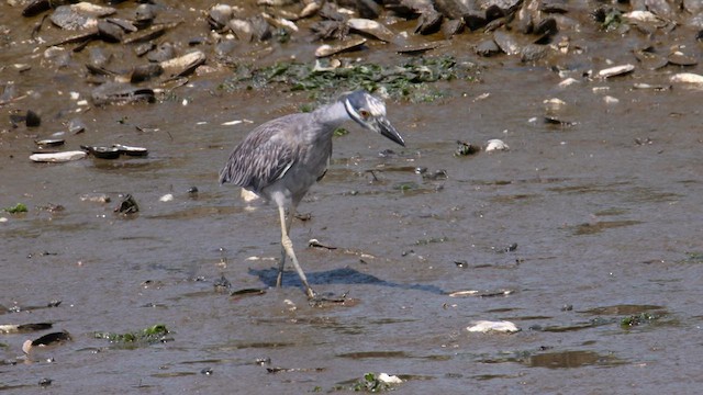 Yellow-crowned Night Heron - ML593650121