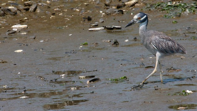 Yellow-crowned Night Heron - ML593650211