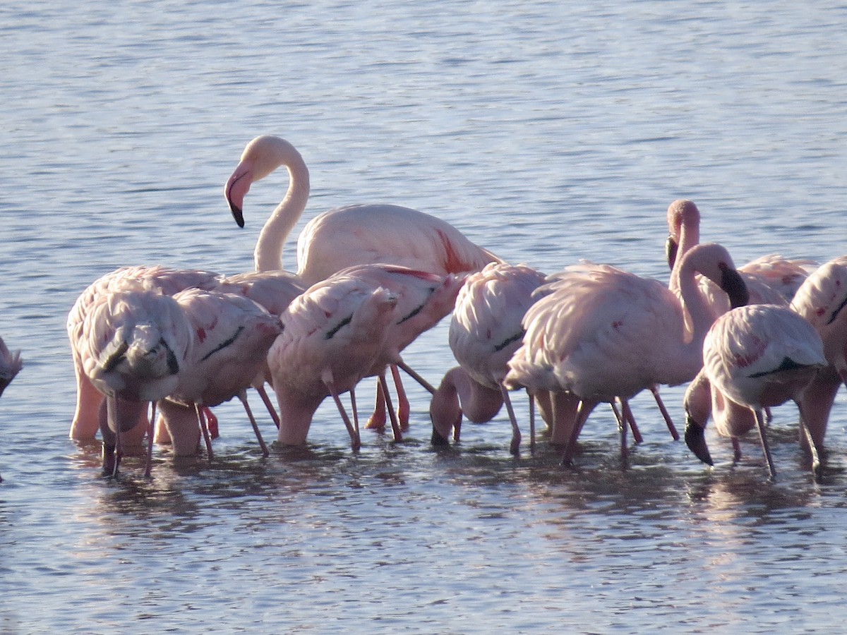 Greater Flamingo - Alistair Poore