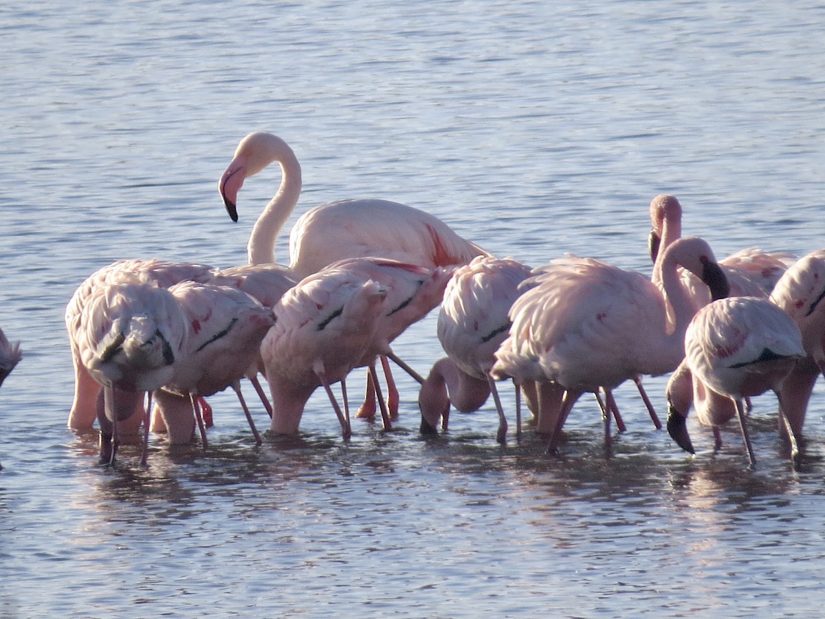 Flamant rose - ML593650551