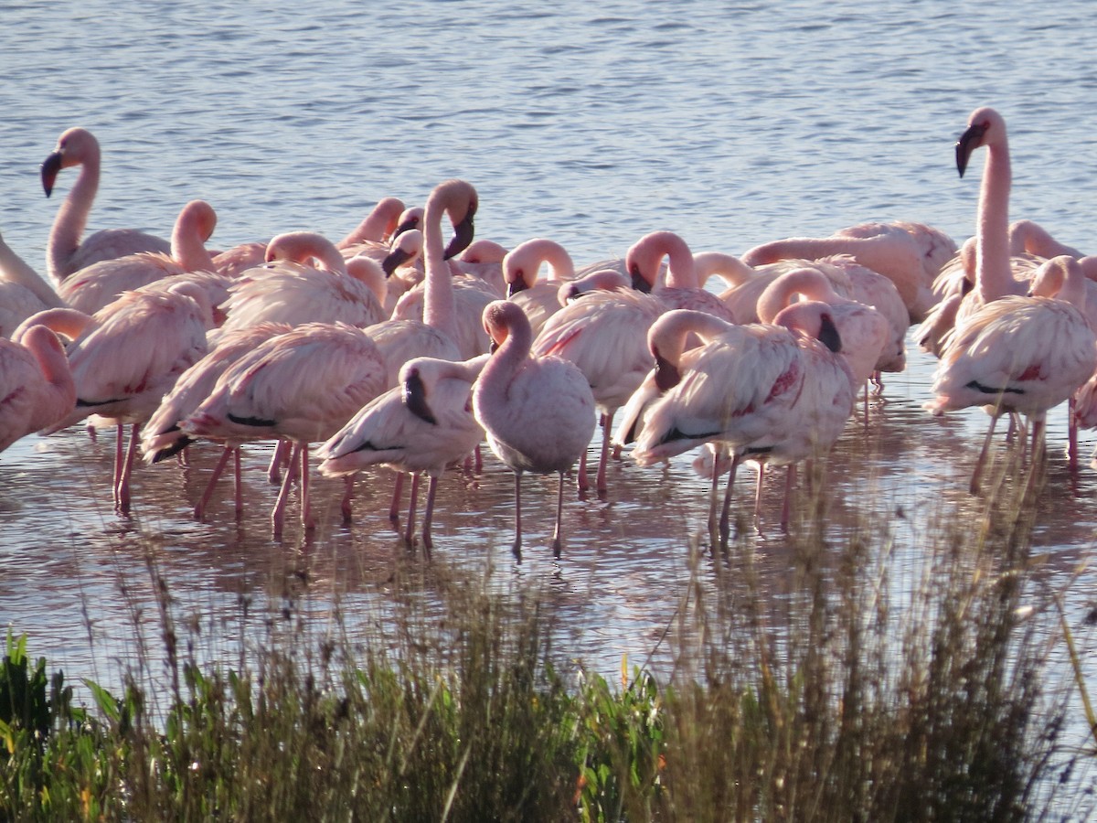 Lesser Flamingo - ML593650561