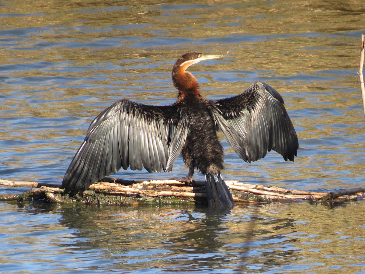 Afrika-Schlangenhalsvogel - ML593650631