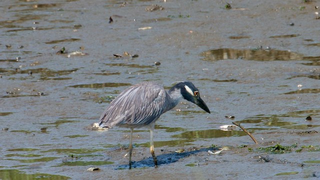 Yellow-crowned Night Heron - ML593650651