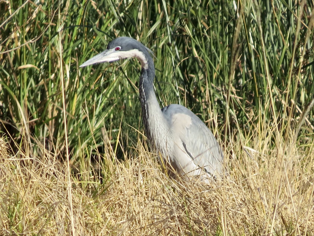 Black-headed Heron - ML593650661