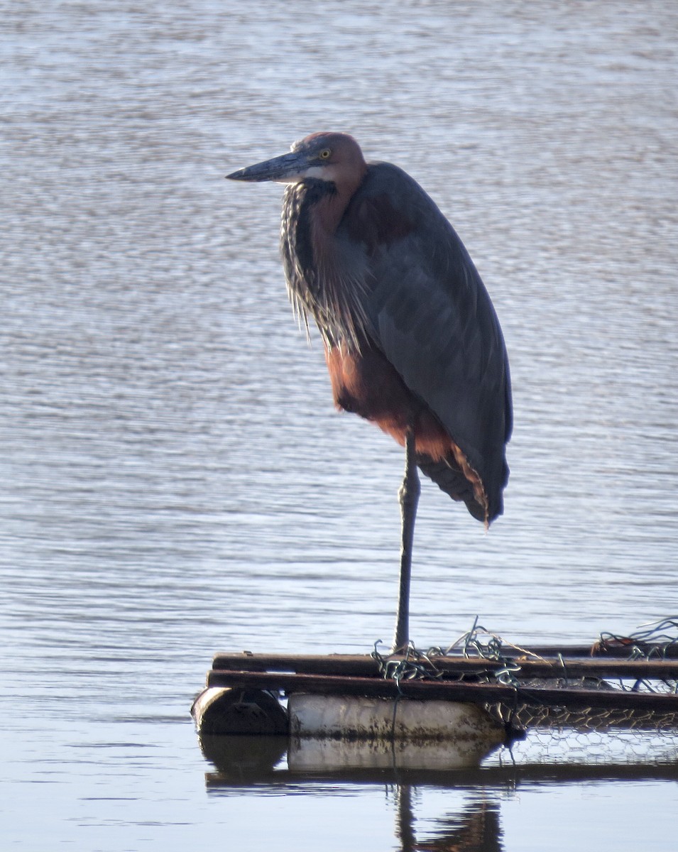 Goliath Heron - ML593650671