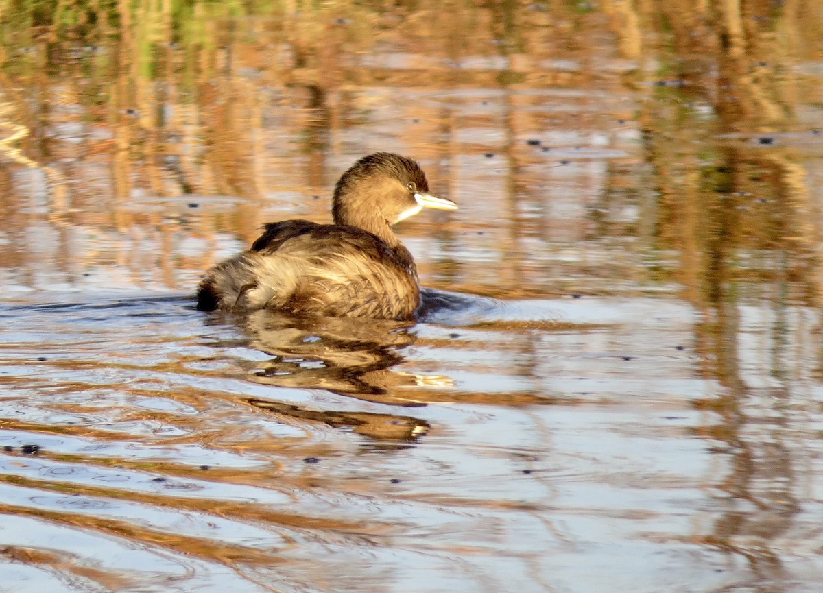 Little Grebe (Little) - ML593650721