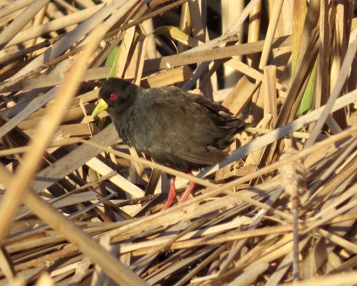 Polluela Negra Africana - ML593650951