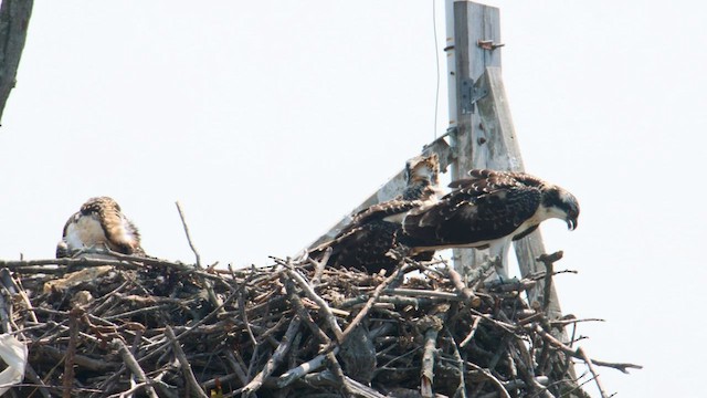 Osprey - ML593651081