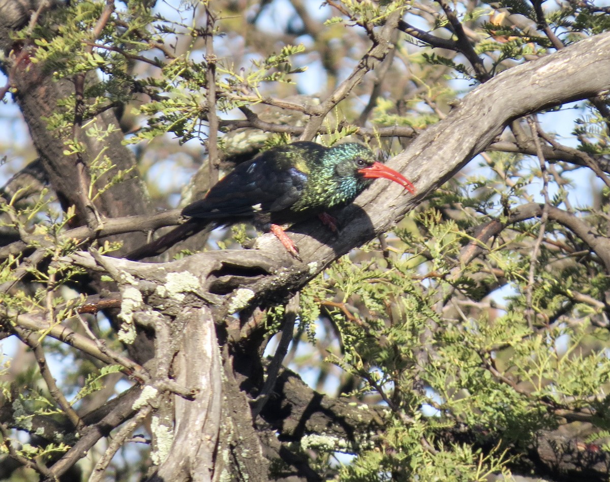 Green Woodhoopoe - ML593651101