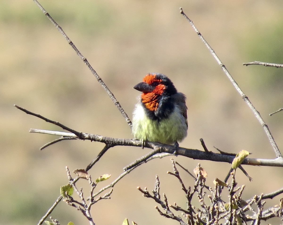 Black-collared Barbet - ML593651121