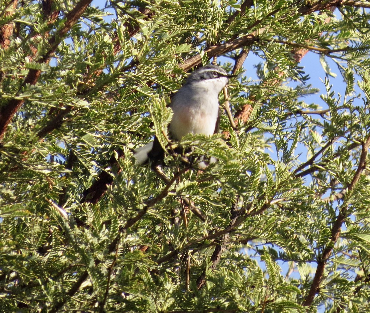 Fairy Flycatcher - ML593651211