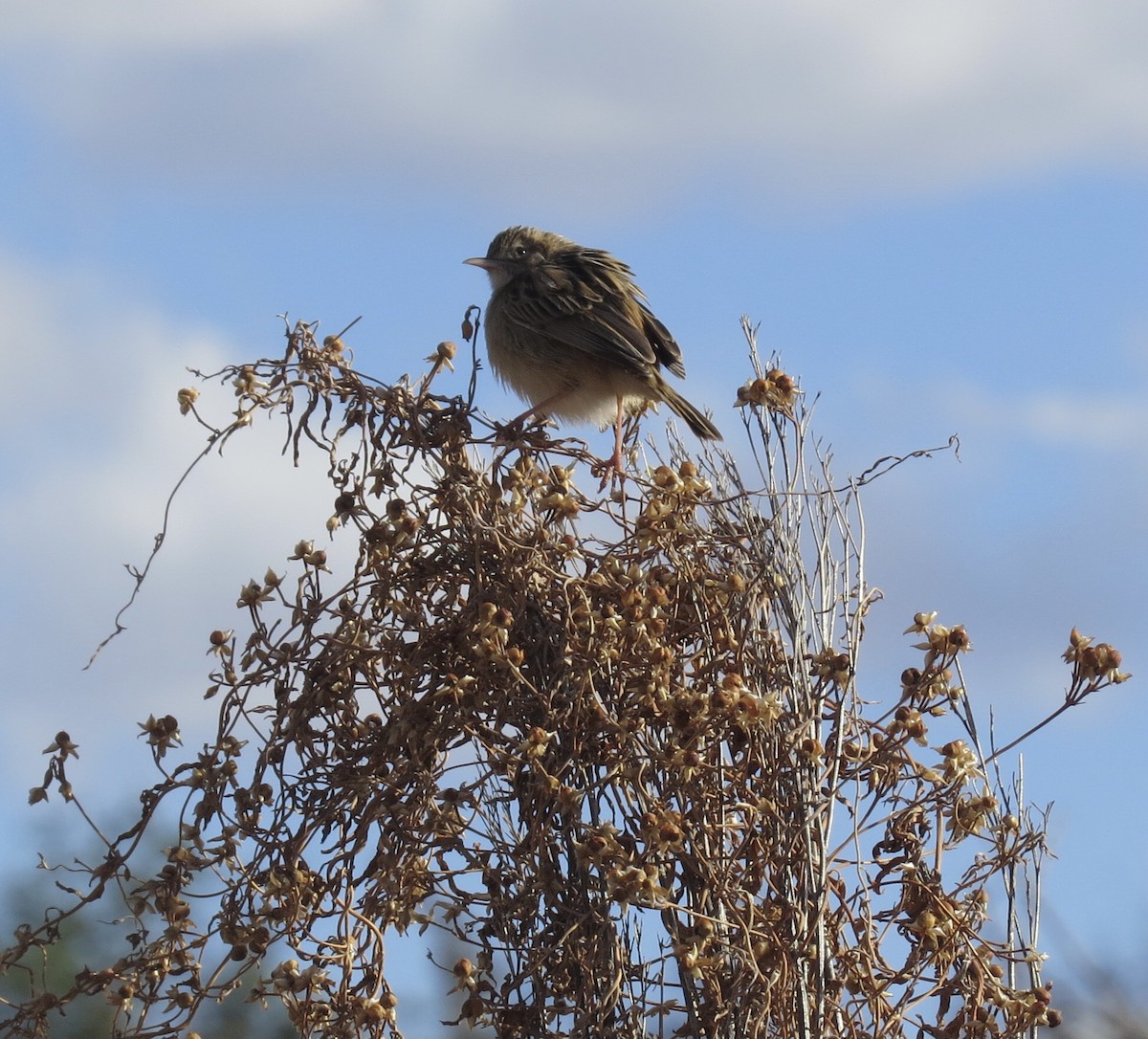 Zitting Cisticola - ML593651311