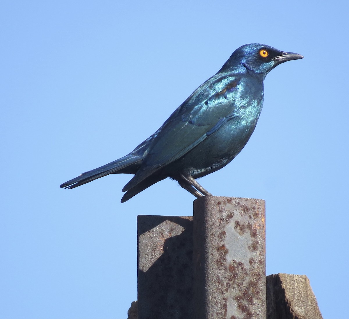 Cape Starling - ML593651361