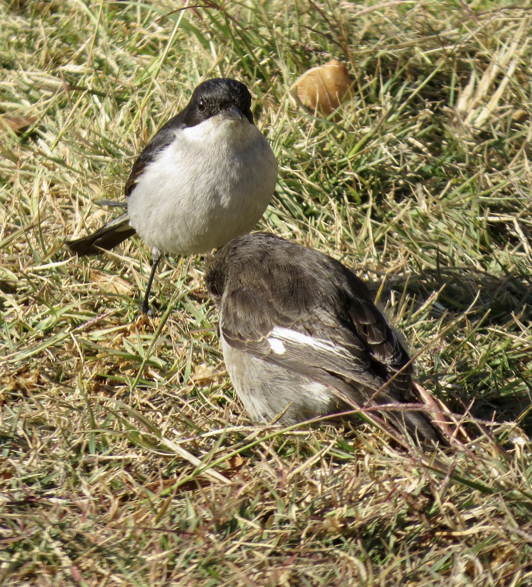 Fiscal Flycatcher - ML593651371