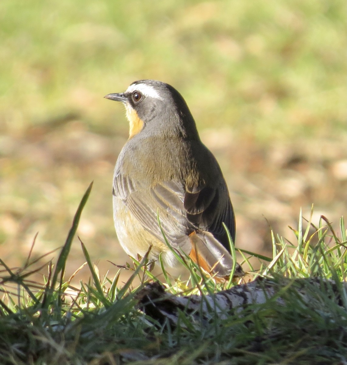 Cape Robin-Chat - ML593651391