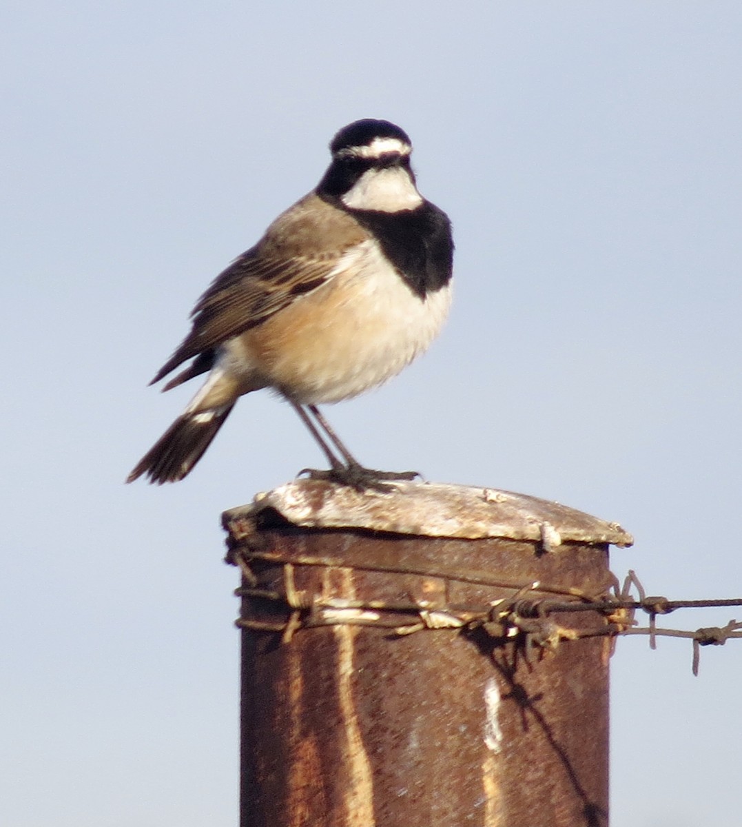 Capped Wheatear - ML593651451