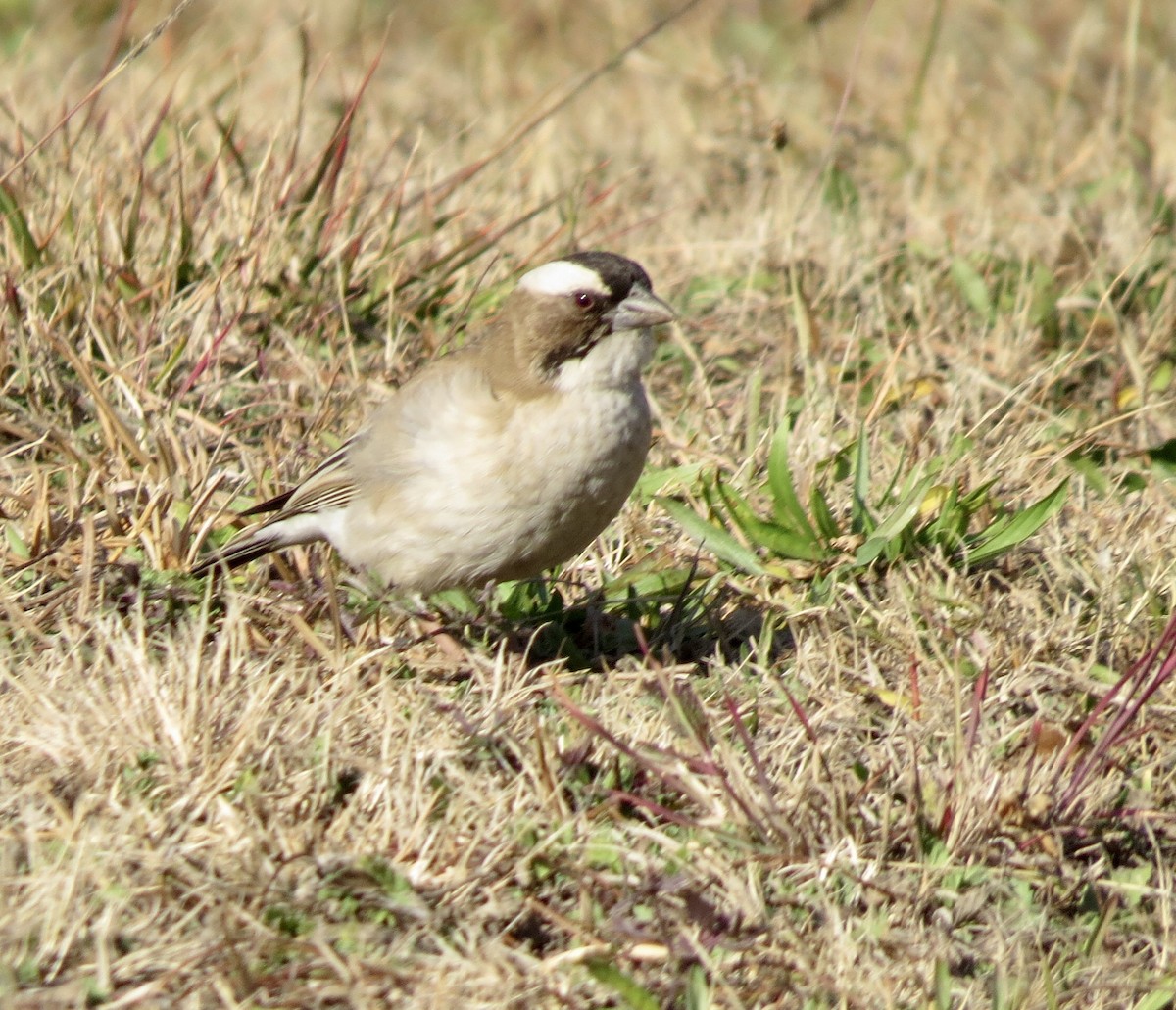 White-browed Sparrow-Weaver - ML593651461