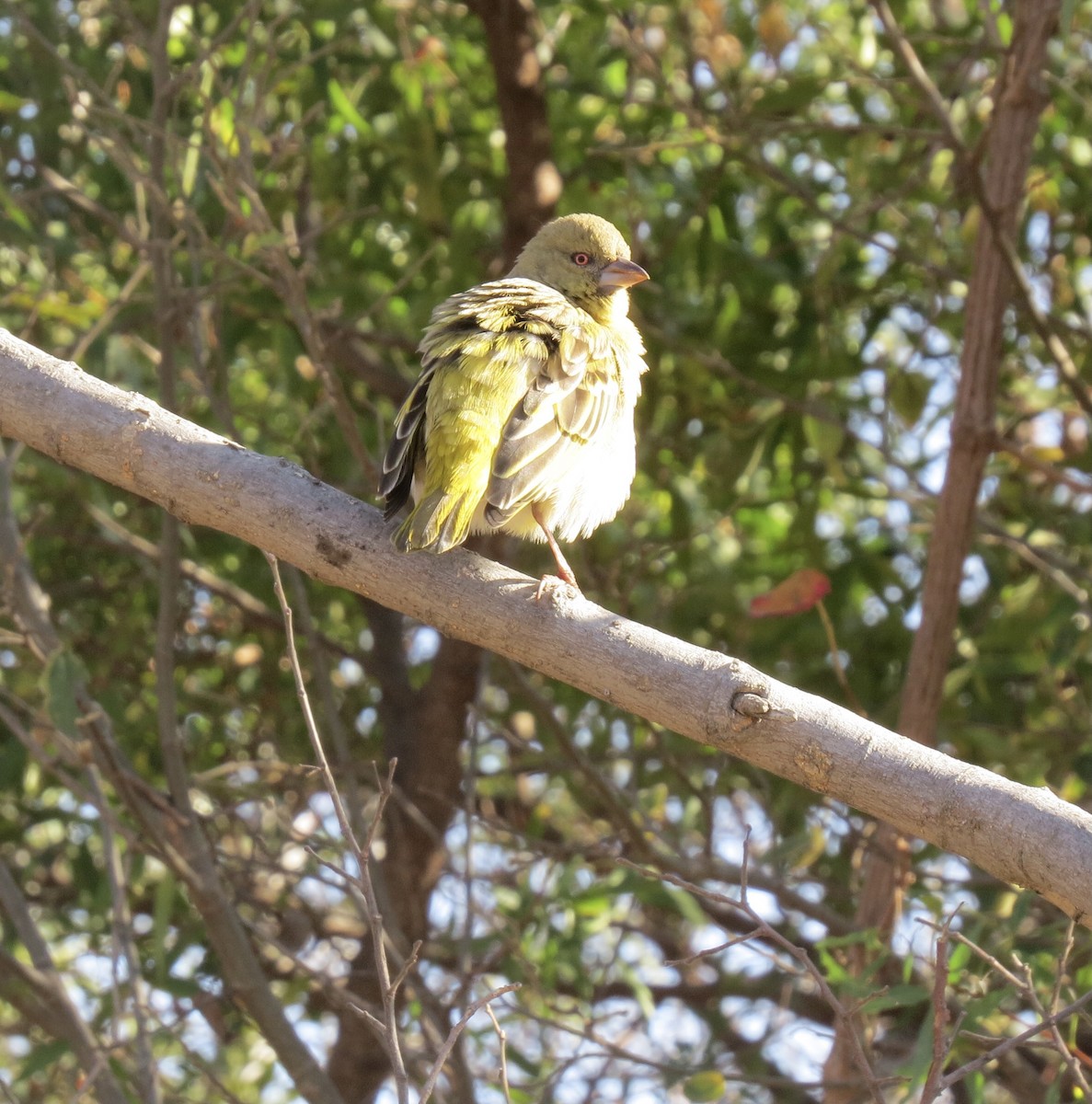 Southern Masked-Weaver - ML593651481