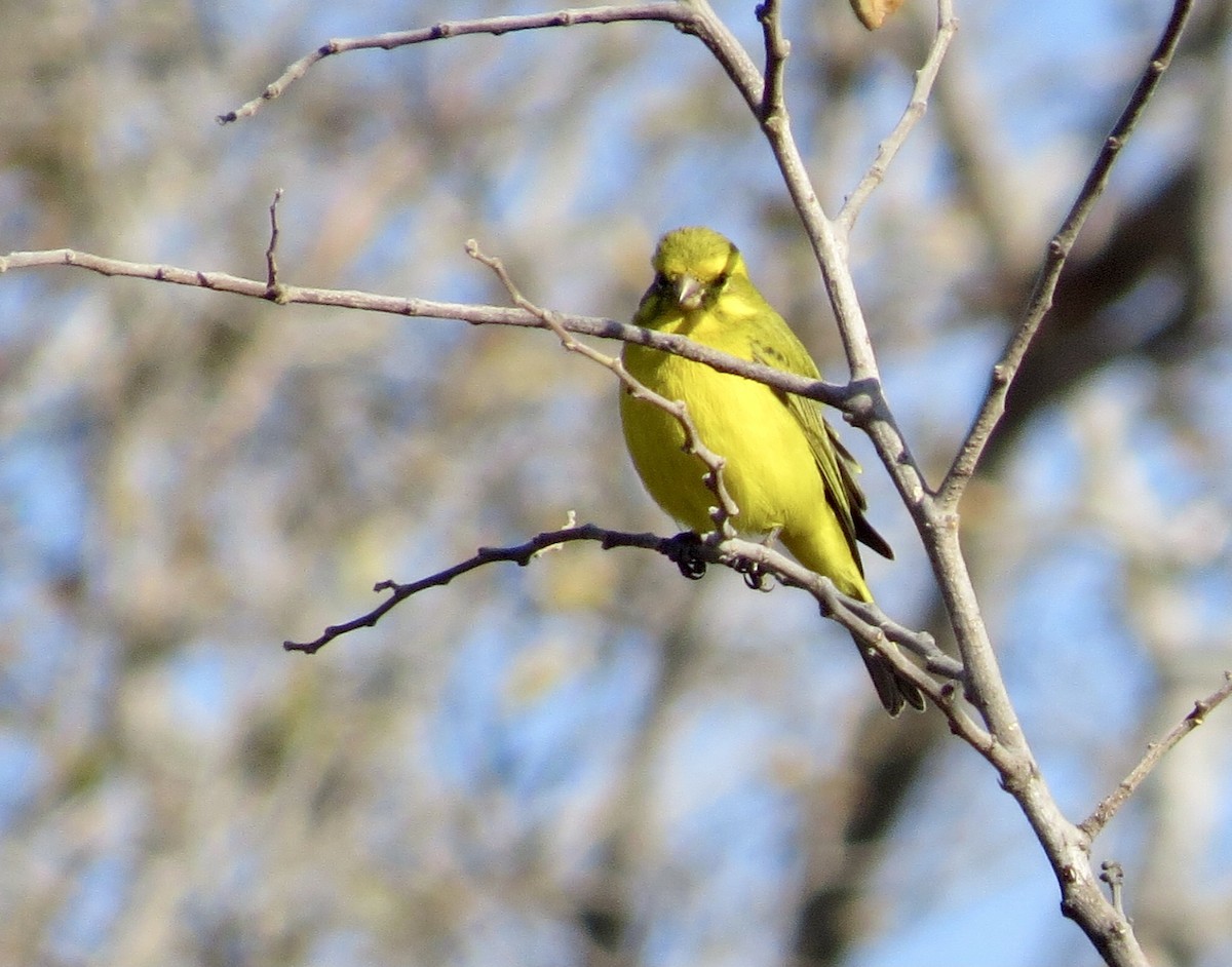 Yellow Canary - ML593651501