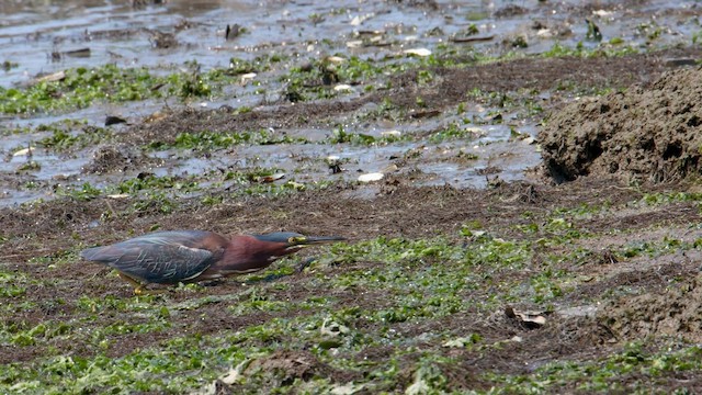 Green Heron - ML593651611