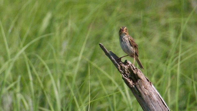 Saltmarsh Sparrow - ML593651661