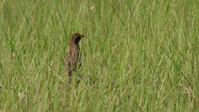 Saltmarsh Sparrow - ML593651671