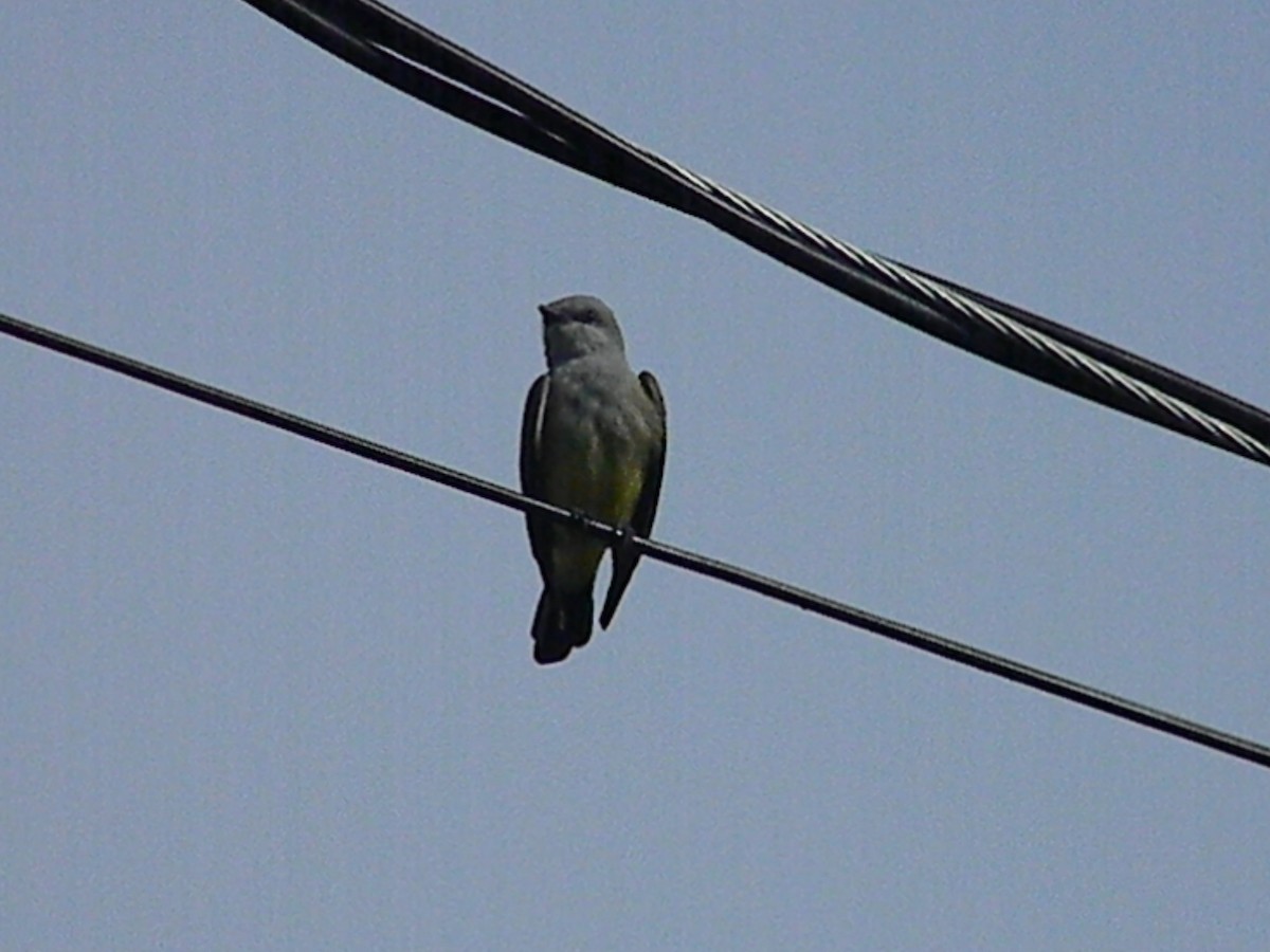 Western Kingbird - Sean Cozart