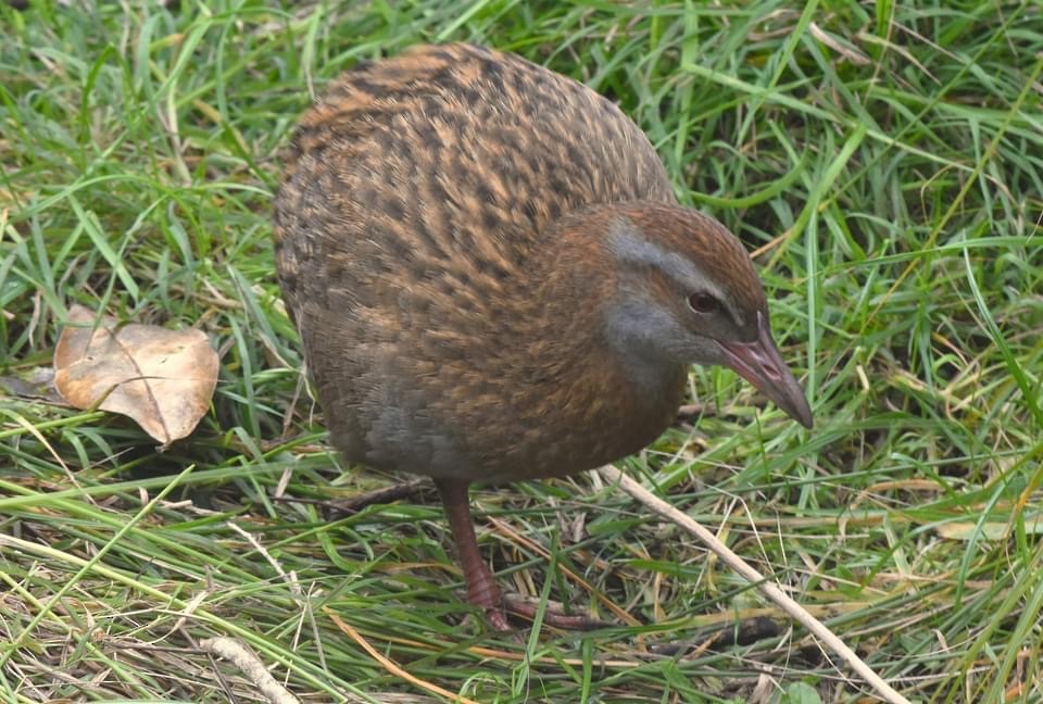 chřástal weka - ML593652411