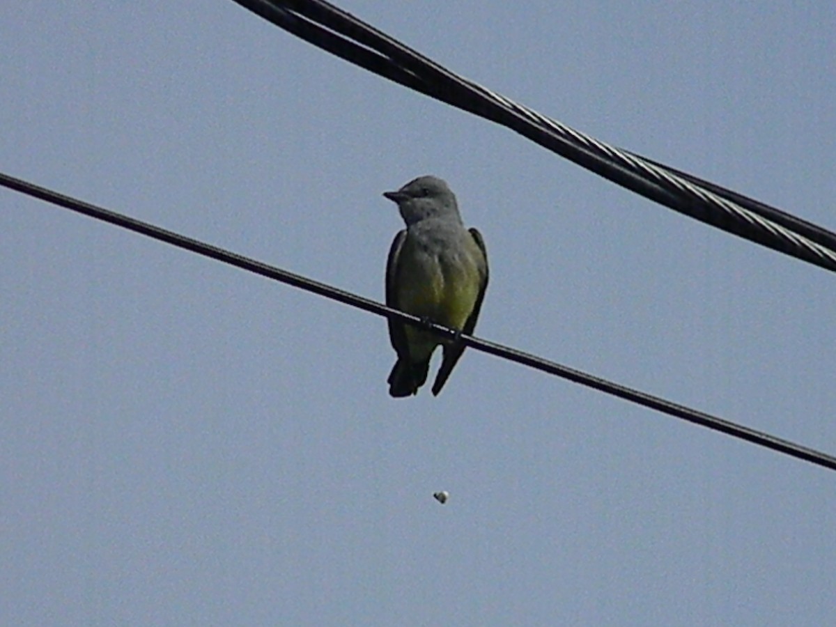 Western Kingbird - ML59365251