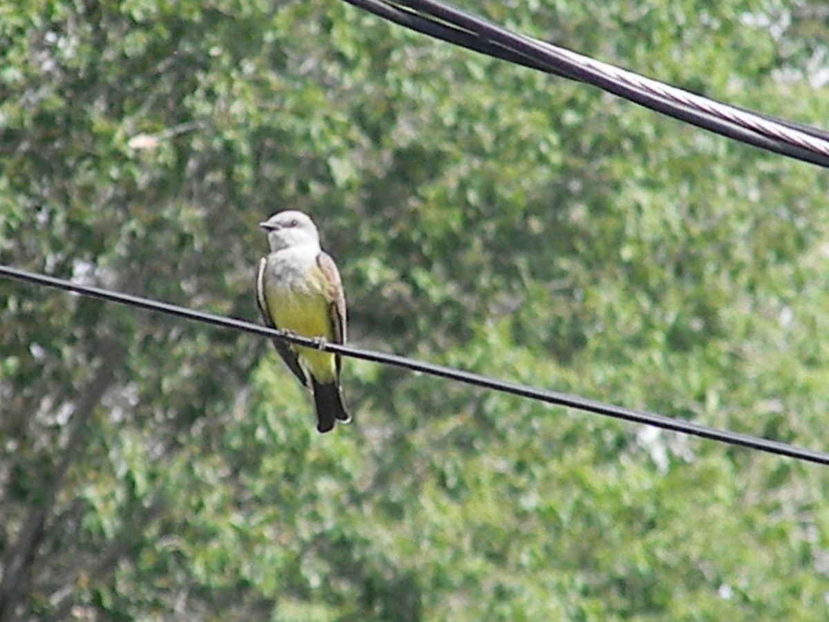 Western Kingbird - Sean Cozart