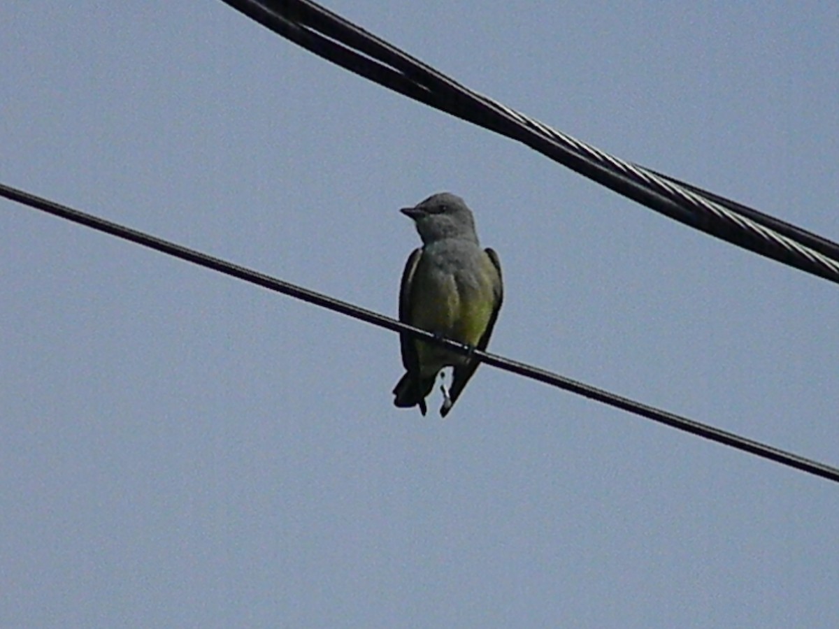 Western Kingbird - Sean Cozart