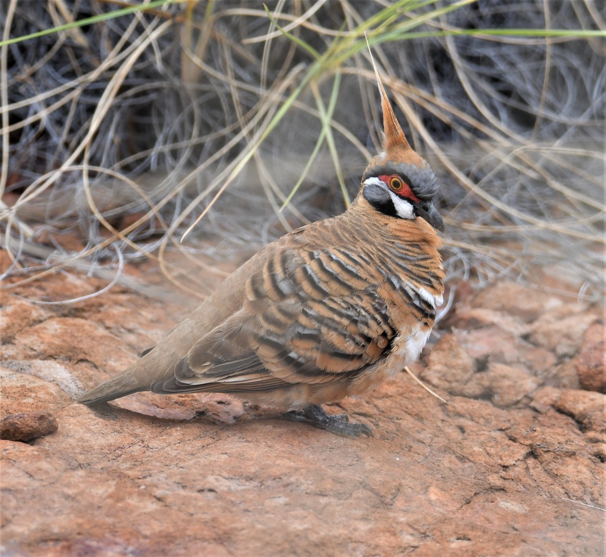 Spinifex Pigeon - Nicholas Talbot