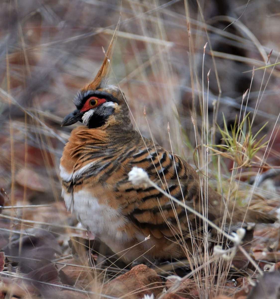 Spinifex Pigeon - ML593653151