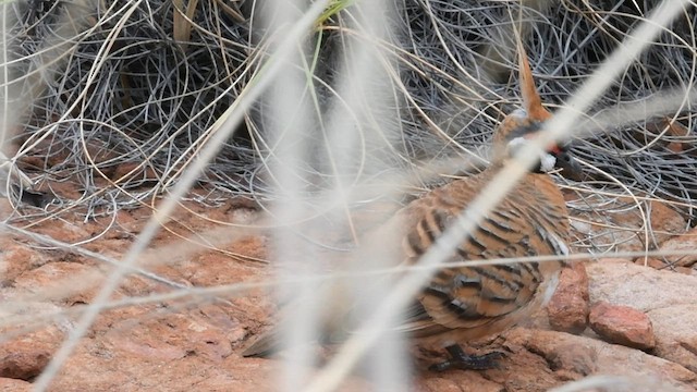 ショウキバト - ML593653161