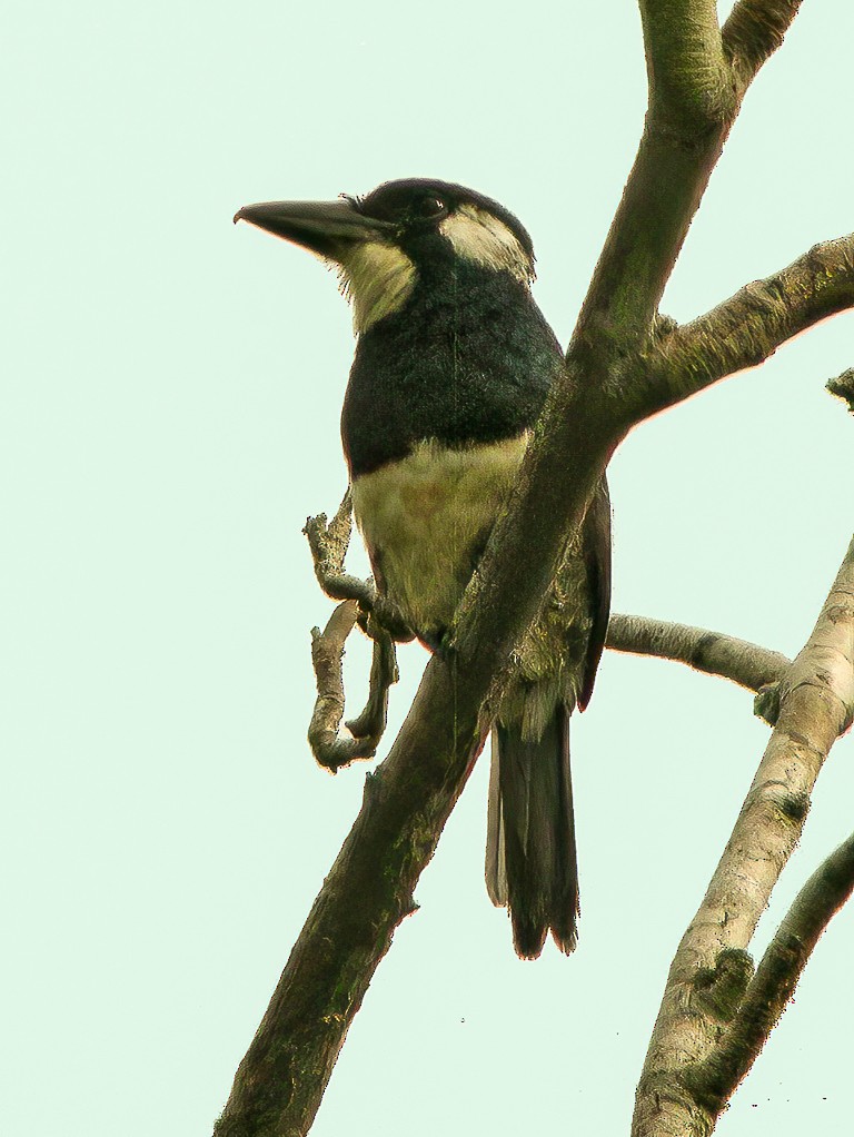 Black-breasted Puffbird - Francesco Veronesi