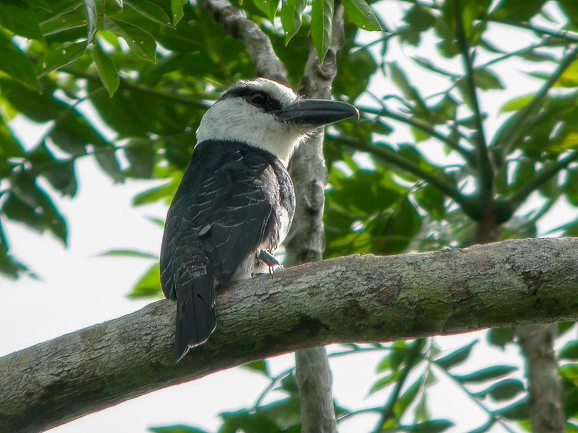 Weißnacken-Faulvogel - ML593654361