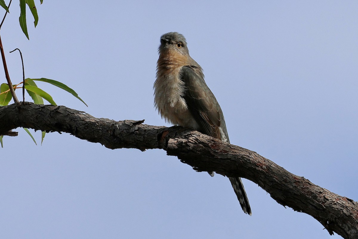 Fan-tailed Cuckoo - Lorix Bertling