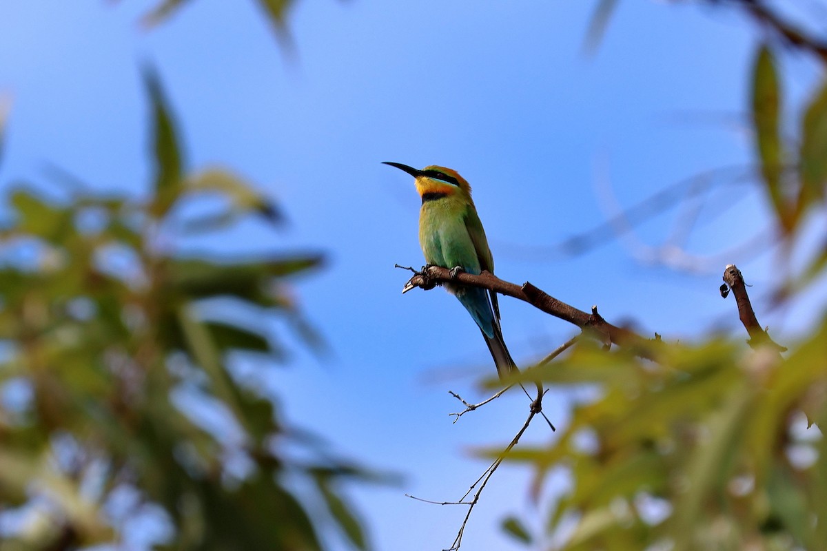 Rainbow Bee-eater - ML593655571