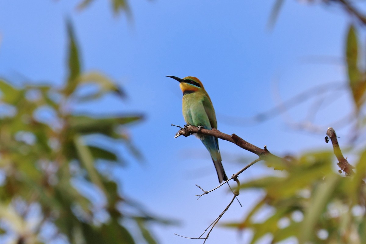 Rainbow Bee-eater - ML593655581