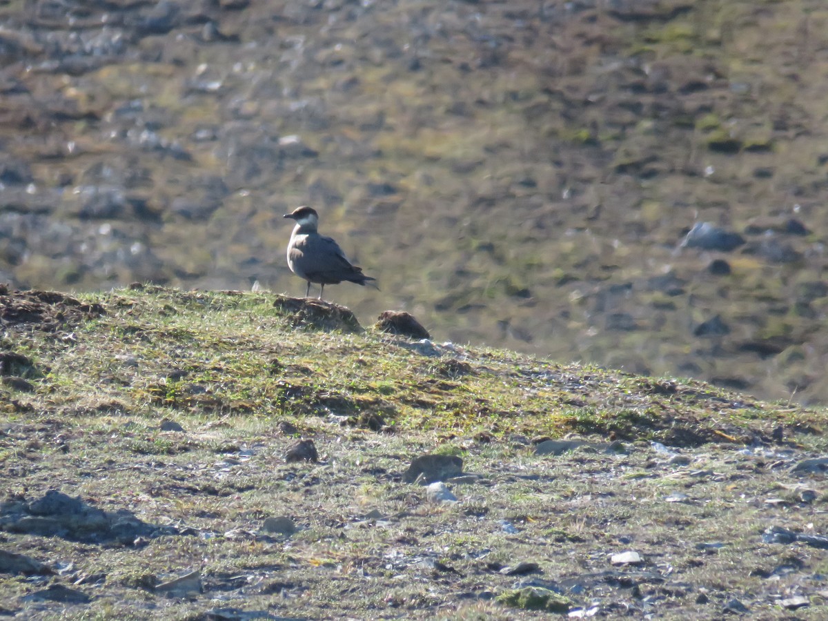 Parasitic Jaeger - ML593655651