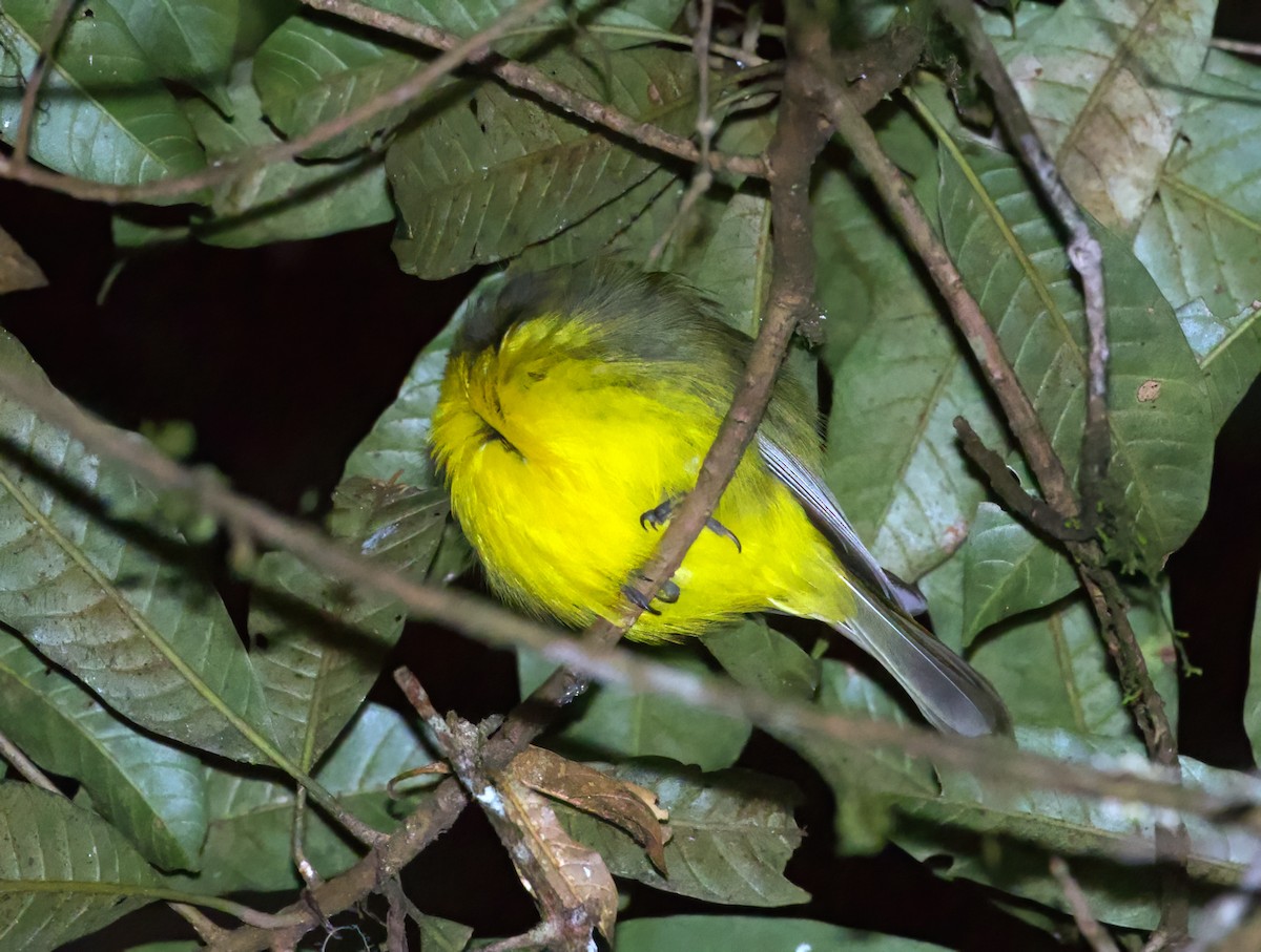 Canary Flyrobin - Scott Baker