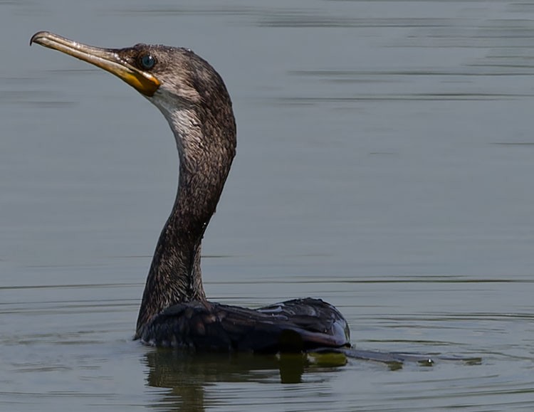 Little Cormorant - ML593656171