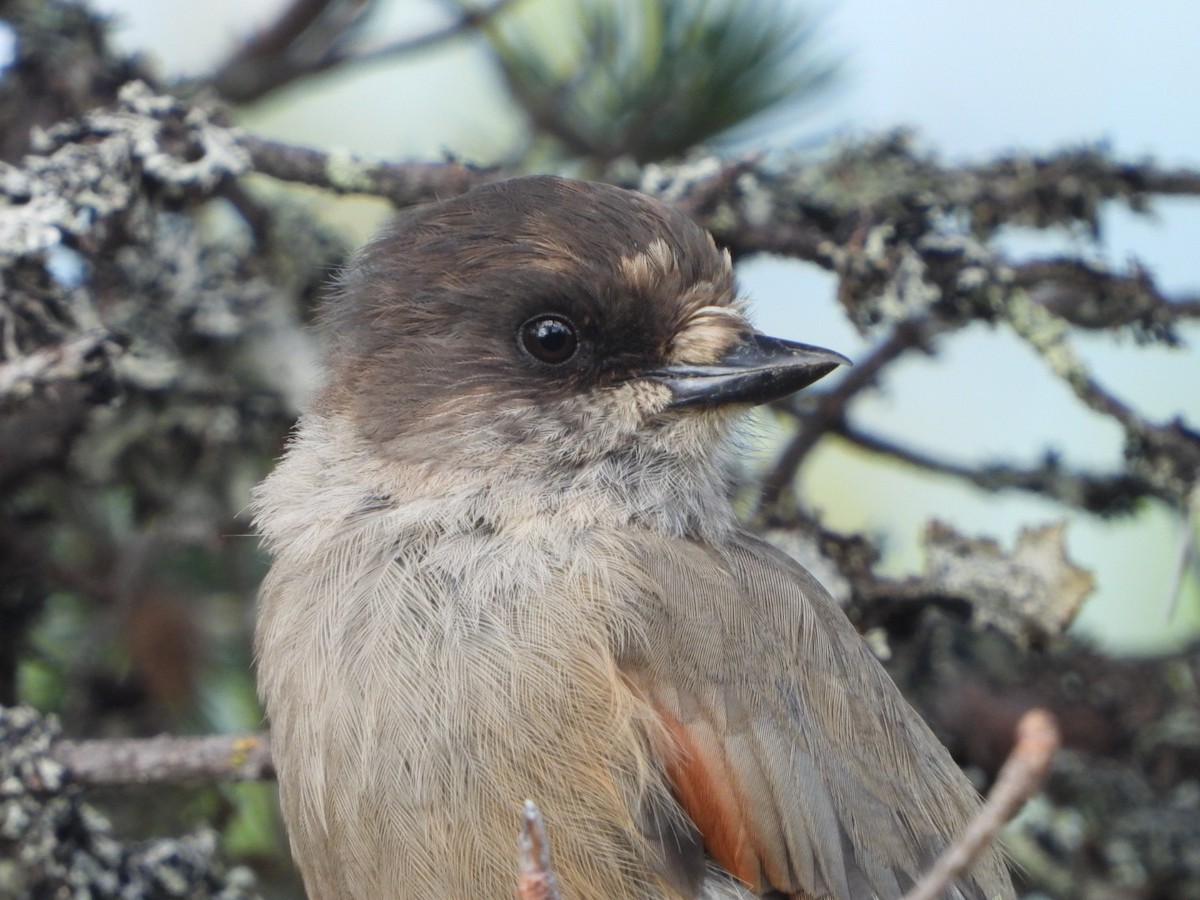 Siberian Jay - ML593656311