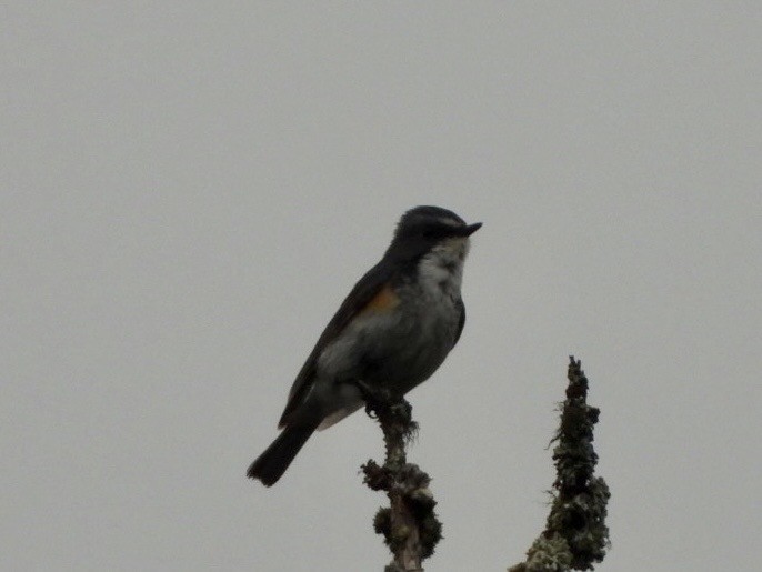 Red-flanked Bluetail - ML593656401