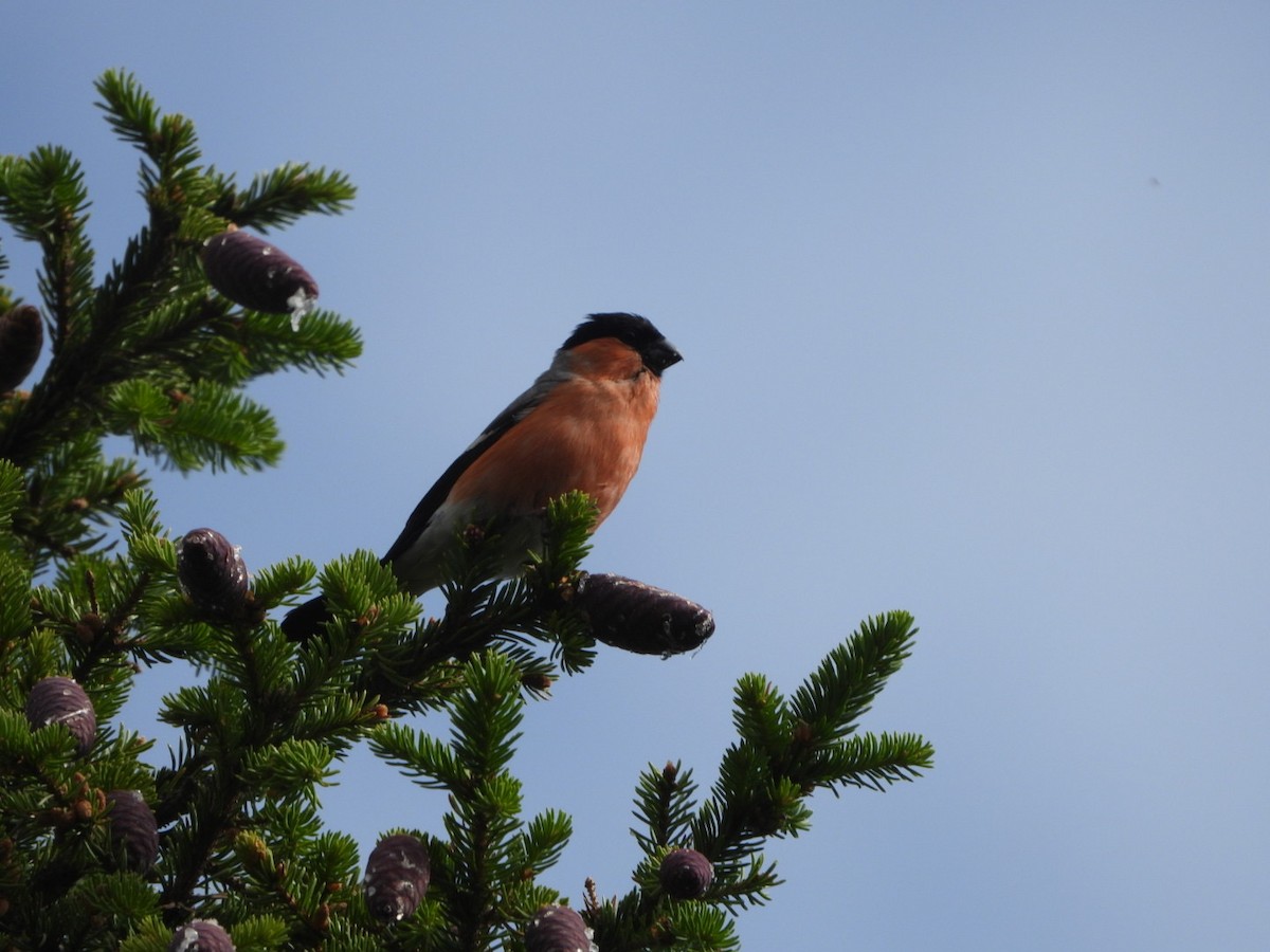 Eurasian Bullfinch (Eurasian) - ML593656461